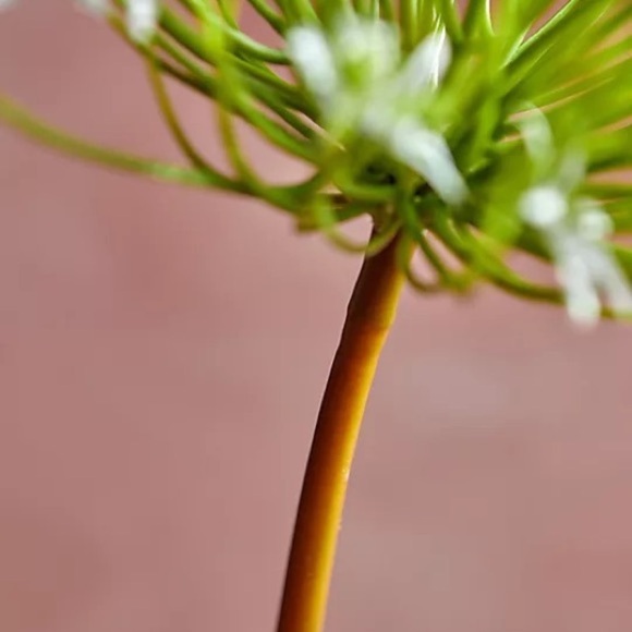 Anthropologie Terrain Faux Allium Stem - Picture 3 of 8